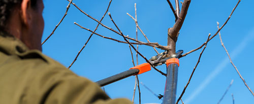 Tree Service Oxford MS