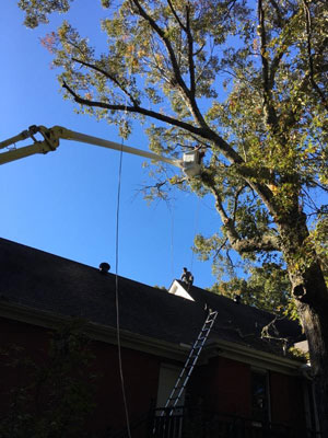 Tree Services