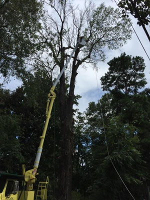 Tree Removal Service