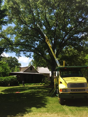 Tree Trimming Service