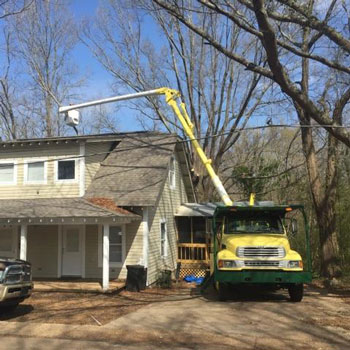 Tree Removal Services