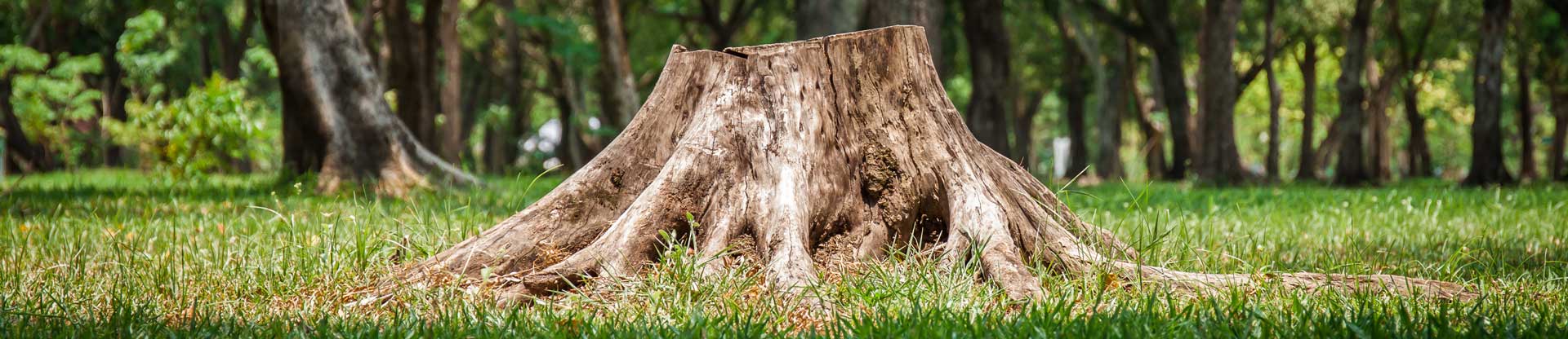 Tree Stump Grinder