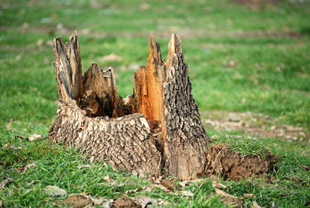 Tree Stump Removal