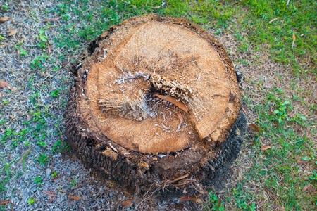 Tree Stump Removal