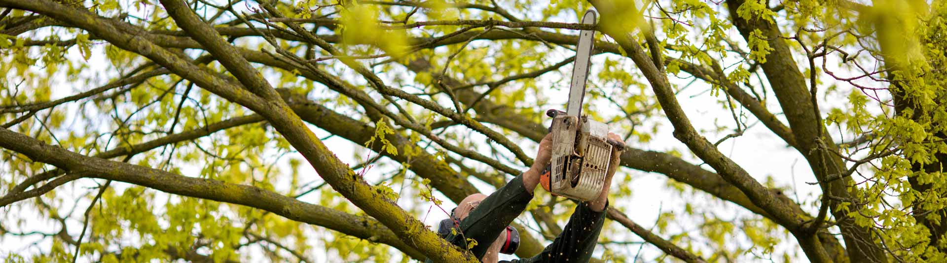 Tree Pruning Service